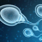 The Evolution of Sperm