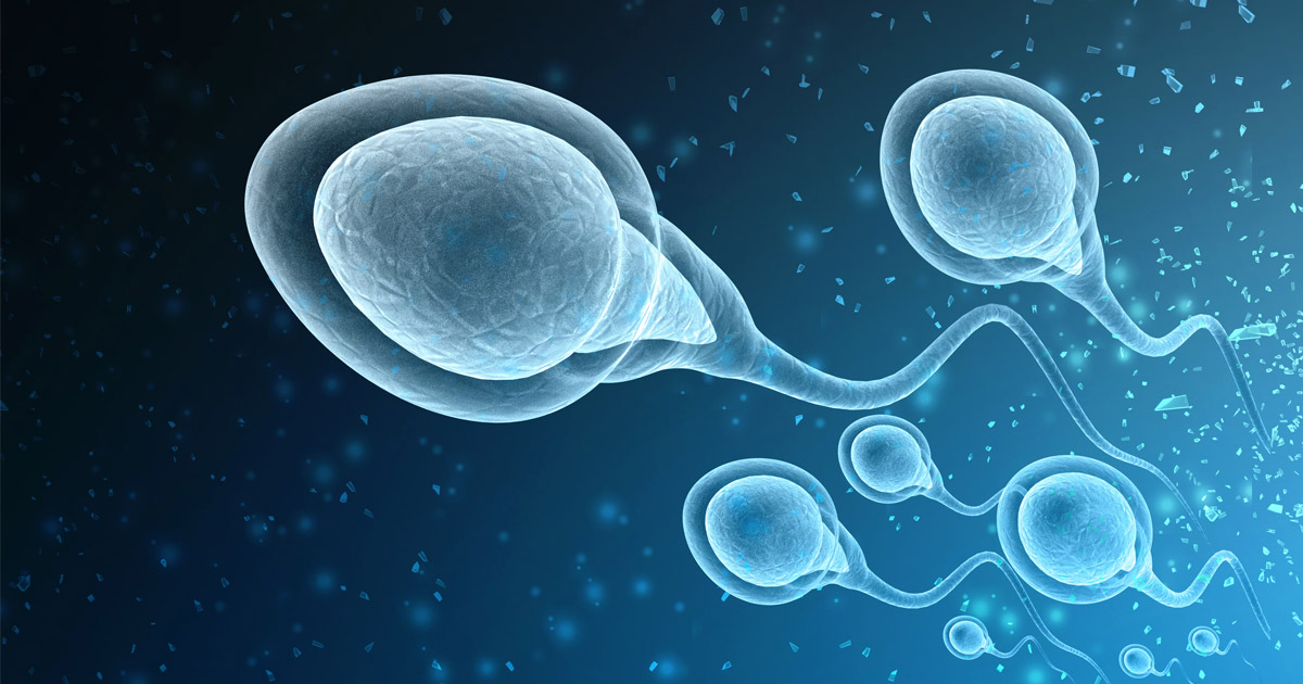 The Evolution of Sperm